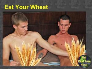 cream of wheat